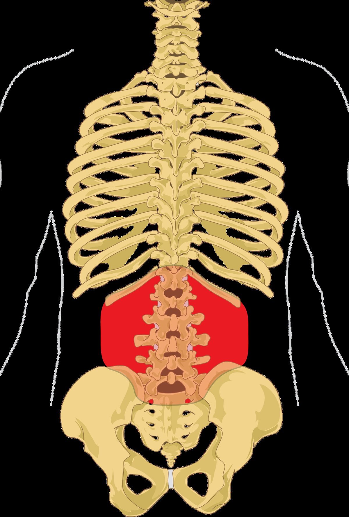 human vertebral column diagram, spine treatment