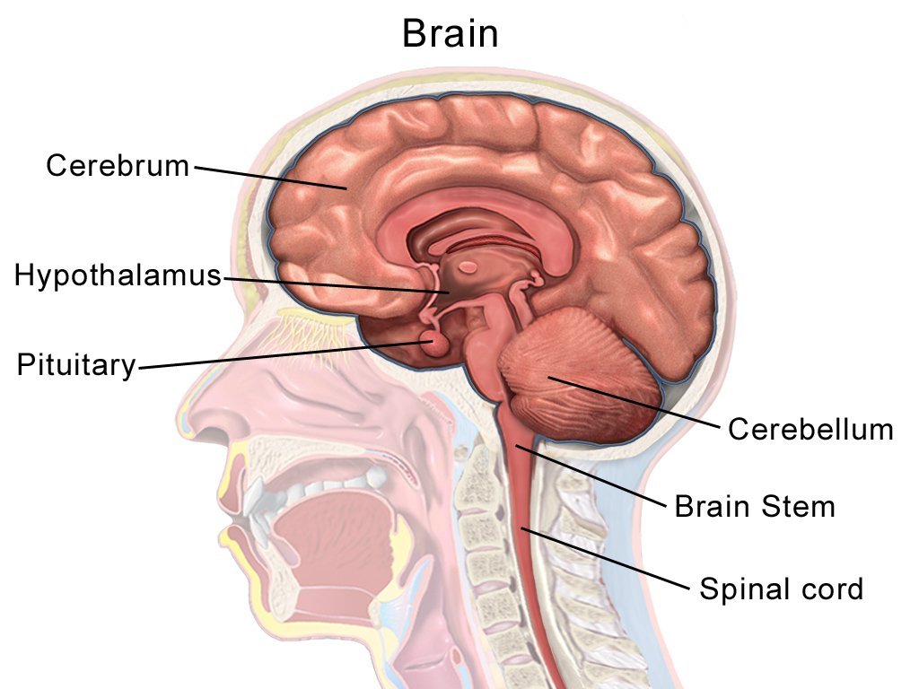 sagittal brain anatomy diagram showing the cerebrum, brain stem, cerebellum and spinal cord