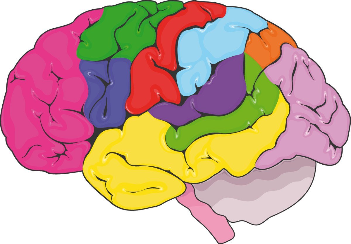The functional areas of the brain