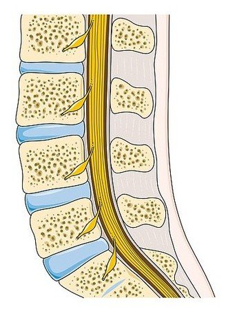 The vertebral column seen from the side