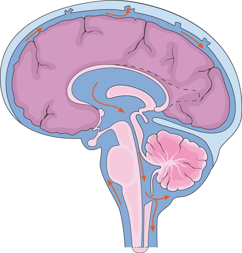 Cerebrospinal fluid circulating around the brain