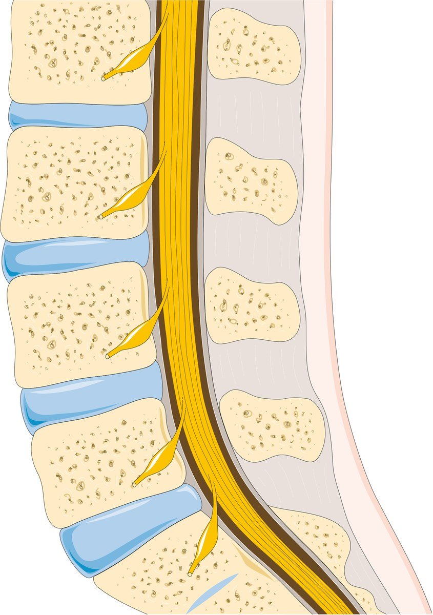 The lumbar spine and the nerve roots that lower back pain can affect