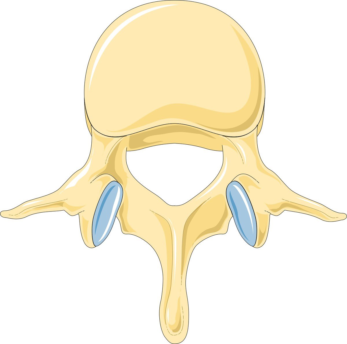 A lumbar vertebra and its facet joints