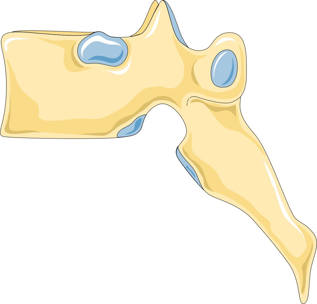 A thoracic vertebra